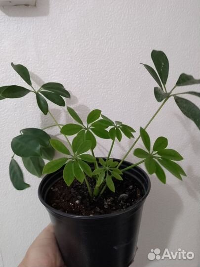 Комнатные цветы шеффлера