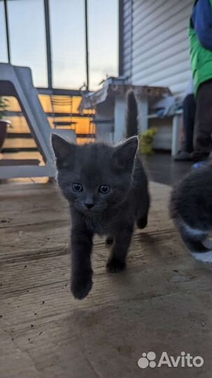Котята в добрые руки мальчики