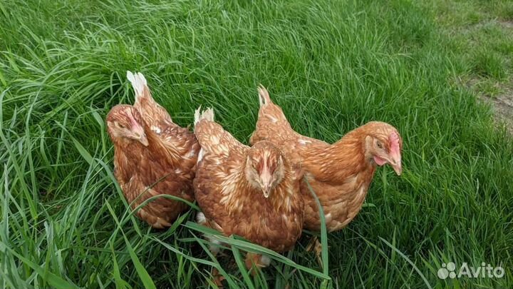Куры молодки