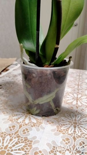 Орхидея фаленопсис