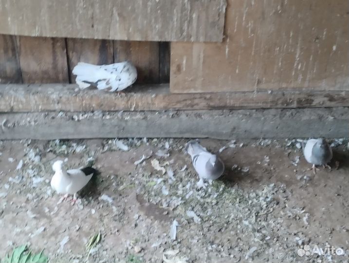 Продажа голубей