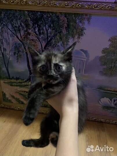 Котята девочки