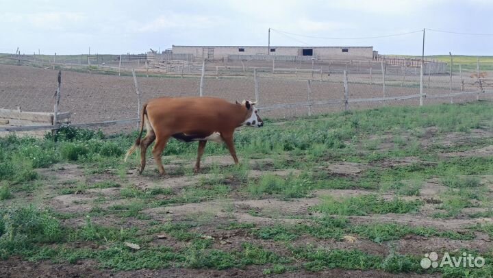 Корова и телята