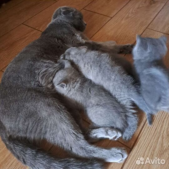 Шотландские вислоухие котята