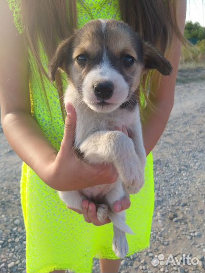 Милые щеночки