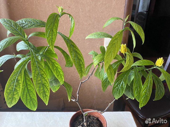 Пахистахис (кукурузка)