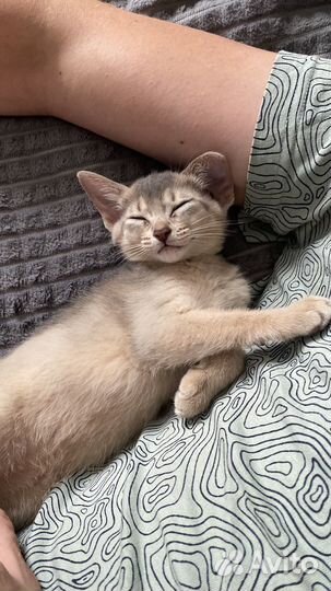 Абиссинские котята