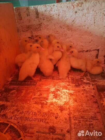 Утята индоутки