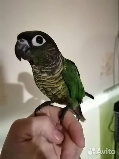 Попугай пиррура, ожереловый, монах и другии