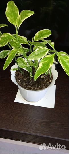 Комнатные цветы