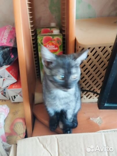 Котомалышка