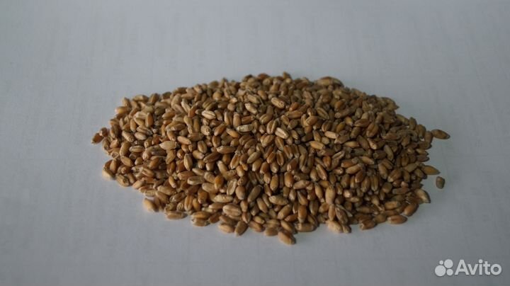 Пшеница чистая