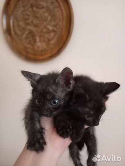 Котики в добрые руки