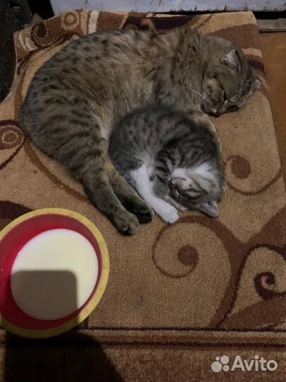 Отдам котенка в добрые руки