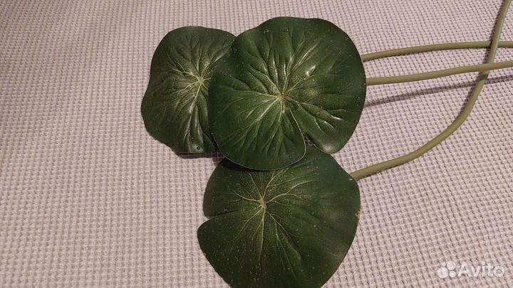 Кувшинки водяные Лилия плавучая Икея