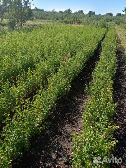 Подвой алыча, жердела, дюсен, антипка