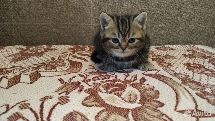 Шотландские котята