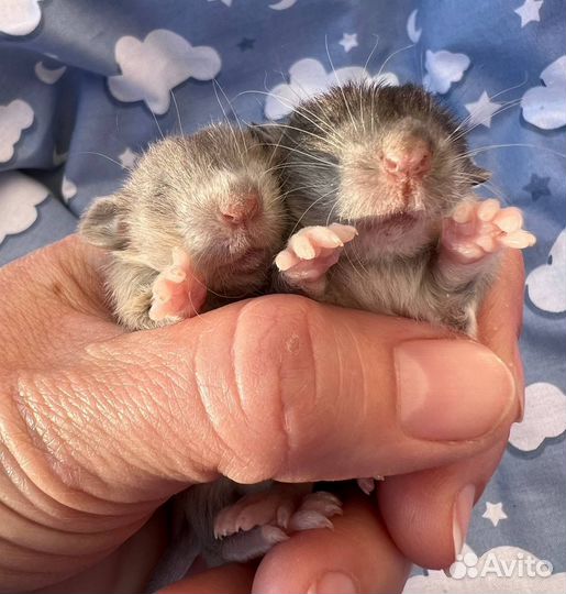 Крысята Дамбо, шерсть Лонг (лонгхэйер)