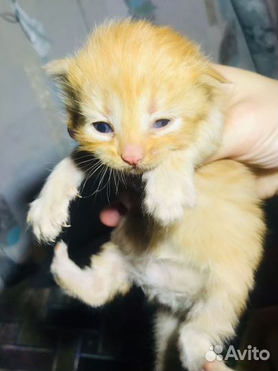 Котенок в добрые руки