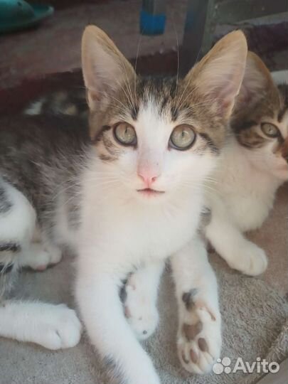 Котёнок в дар