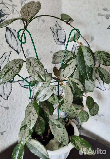 Хойя Hoya Carnosa Wilbur Graves