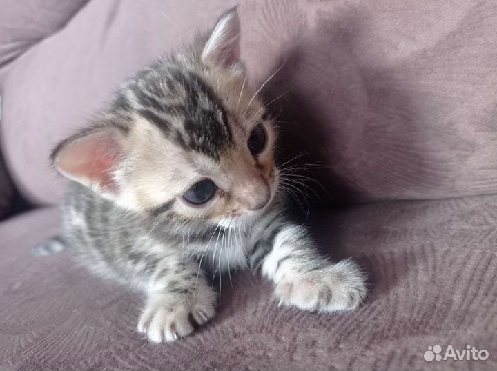 Котята Бенгалы