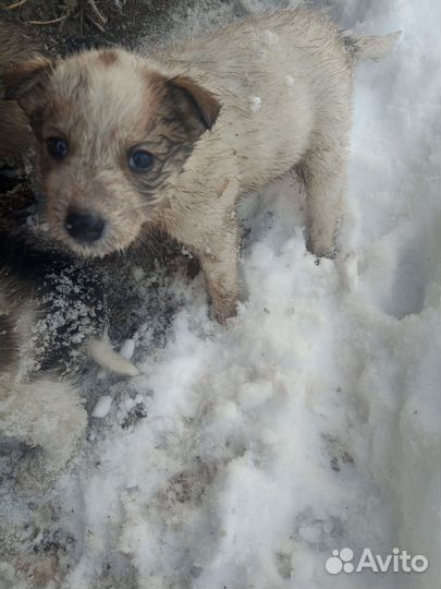 Щенки на улице