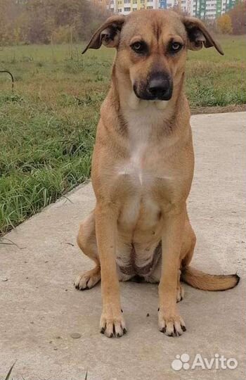 Молодая собака в добрые руки