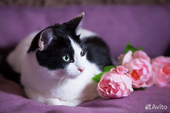 Нежная кошечка Мерсэдес ждёт мамочку