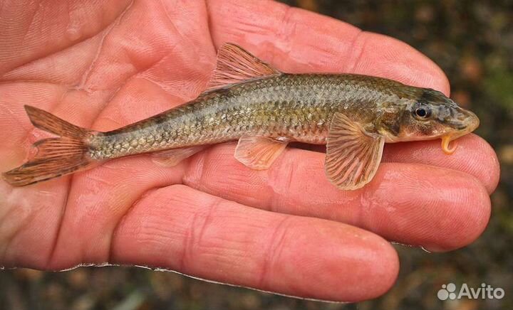 Живец плотва (сорога), пескарь