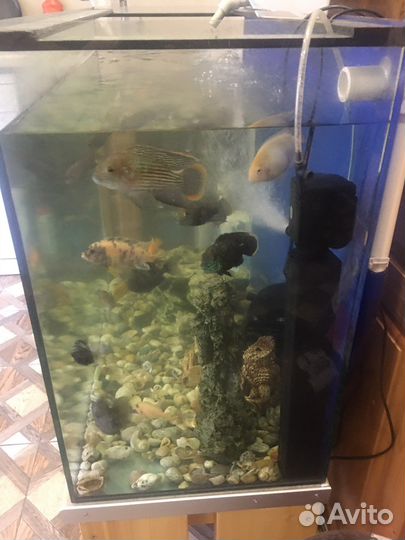 Аквариум с рыбами