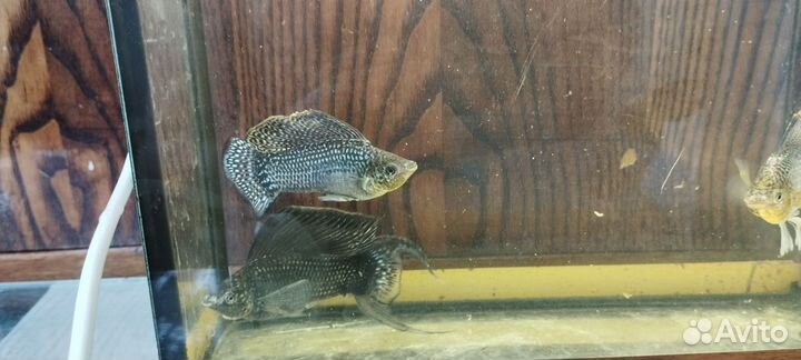 Велифера изумруд есть мокрый асфальт 3 см