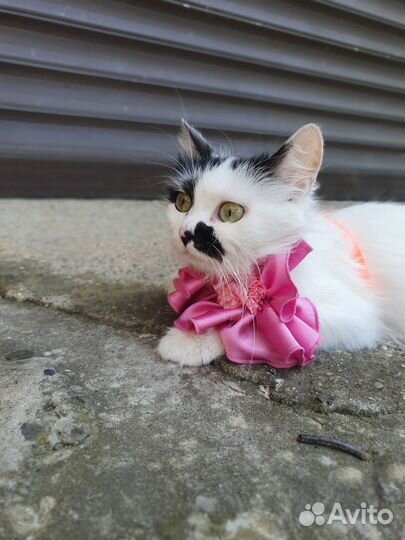 Кошка в дар бесплатно