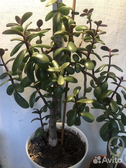 Крассула толстянка, толстянка хоббит