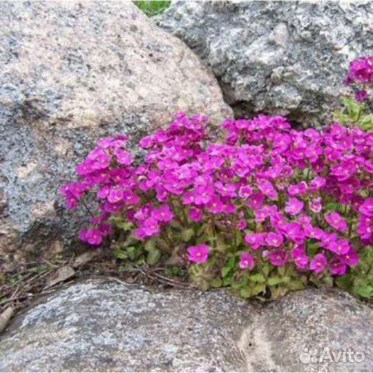 Арабис розовый
