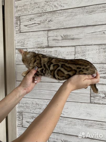 Бенгальские котята