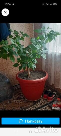 Гибискус китайская роза