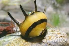 Аквариумные улитки