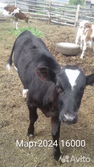 Телята Тёлочки