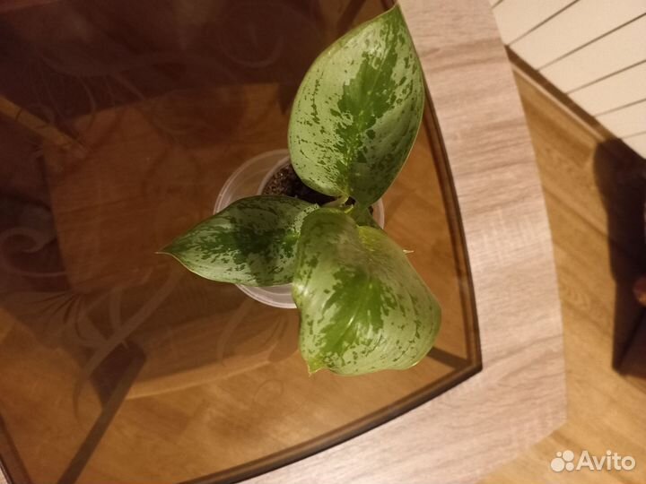 Аглаонема лимон минт