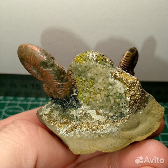 Окаменелости аммониты