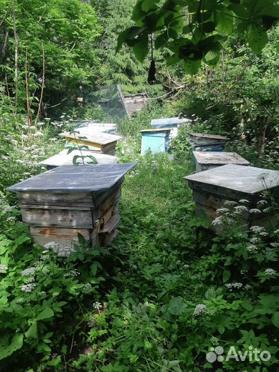 Инвентарь для пчеловодства