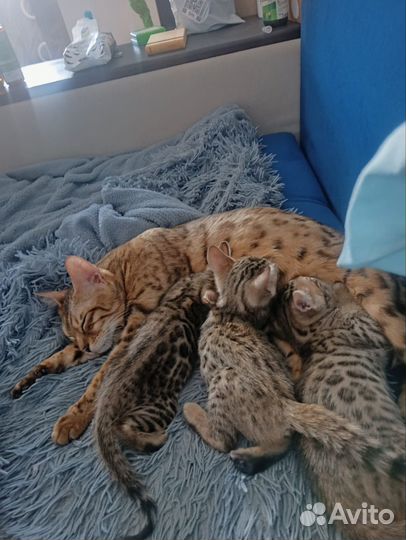 Бенгальские котята