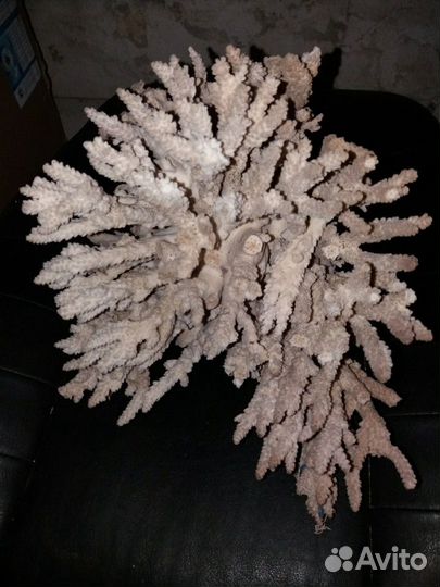Коралы