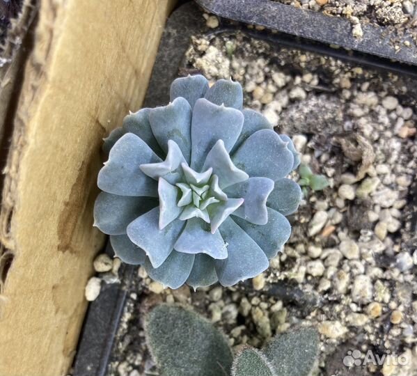 Суккуленты,комнатные растения