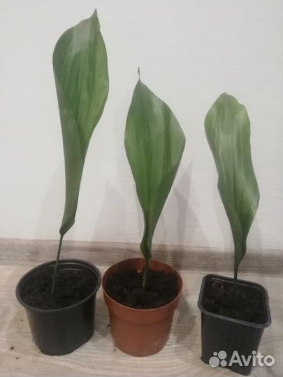 Аспедистра