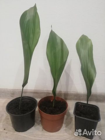 Аспедистра