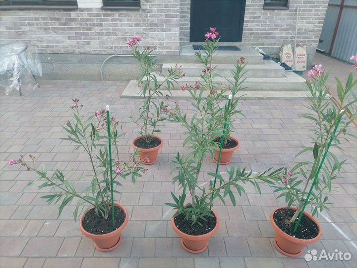 Олеандр махровый