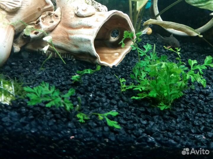 Аквариумные растения, удобрения, грунт, проппант