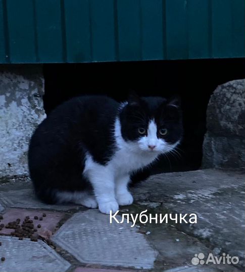 Красивые котики и кошечки ищут дом